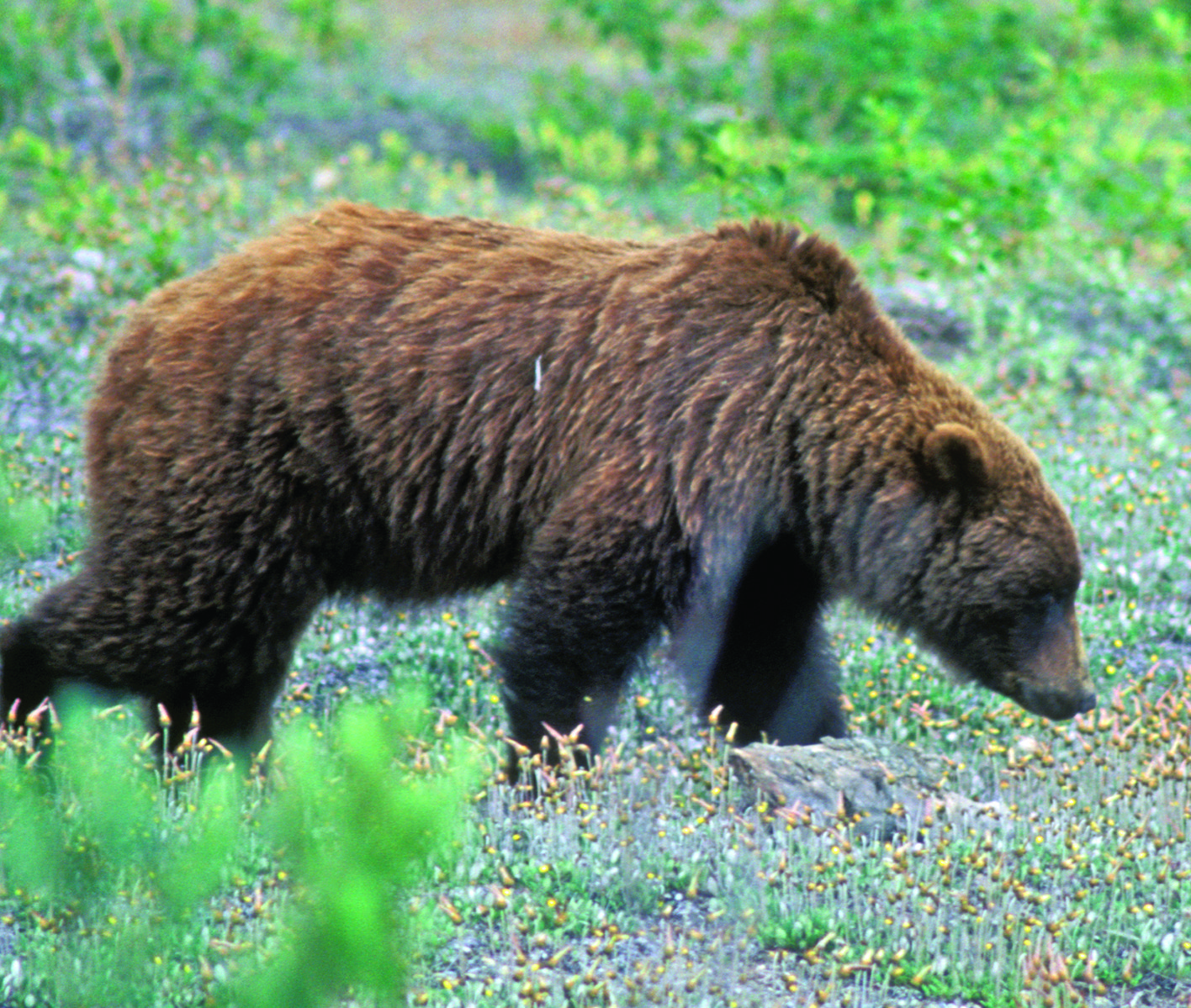 78. Chestnut Grizzly